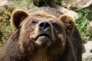 Turista z francie byl napaden kamchatka maul